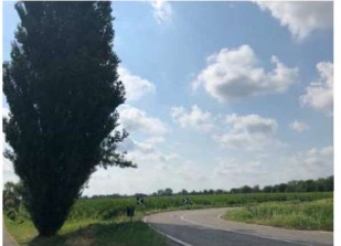 VANGADIZZA- LEGNAGO - VERONA - TERRENI AGRICOLI IN ASTA IN VIA MARCHESA