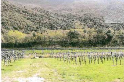 DOLCÈ (VR) TERRENI  IN PARTE COLTIVATI A VIGNETO IN ASTA IN FREGIO ALLA SS 12
