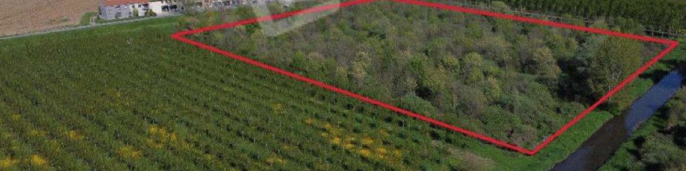 CEREA (VR) TERRENI AGRICOLI IN ASTA IN VIA SAN ZENO 82