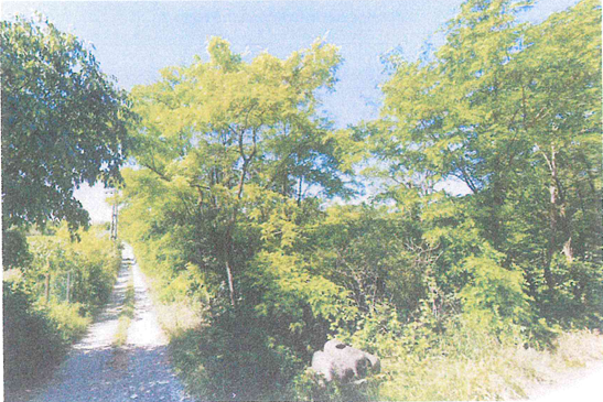 PARONA  - VERONA - TERRENO AGRICOLO IN VENDITA