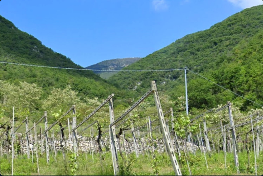 FUMANE (VR) QUOTA DI 1/3 DI TERRENO BOSCHIVO IN ASTA IN VIA PROGNI