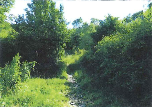 CERRO VERONESE (VR) QUOTA DI 1/2 DI TERRENI IN ASTA IN LOCALITA' PRA